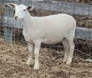 Sheep Trax Maria 454M